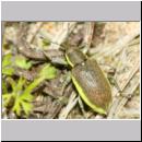 Chlorophanus viridis - Dunkelgruner Gelbrandruessler 01b 9mm.jpg